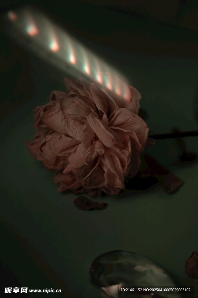 牡丹