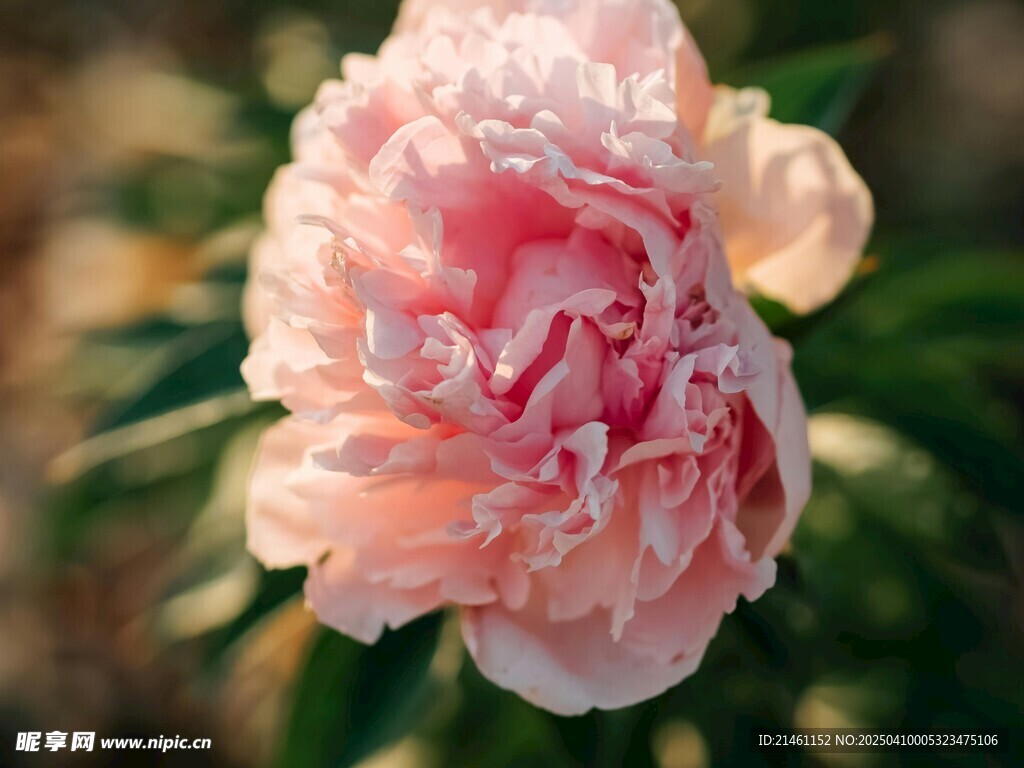 牡丹