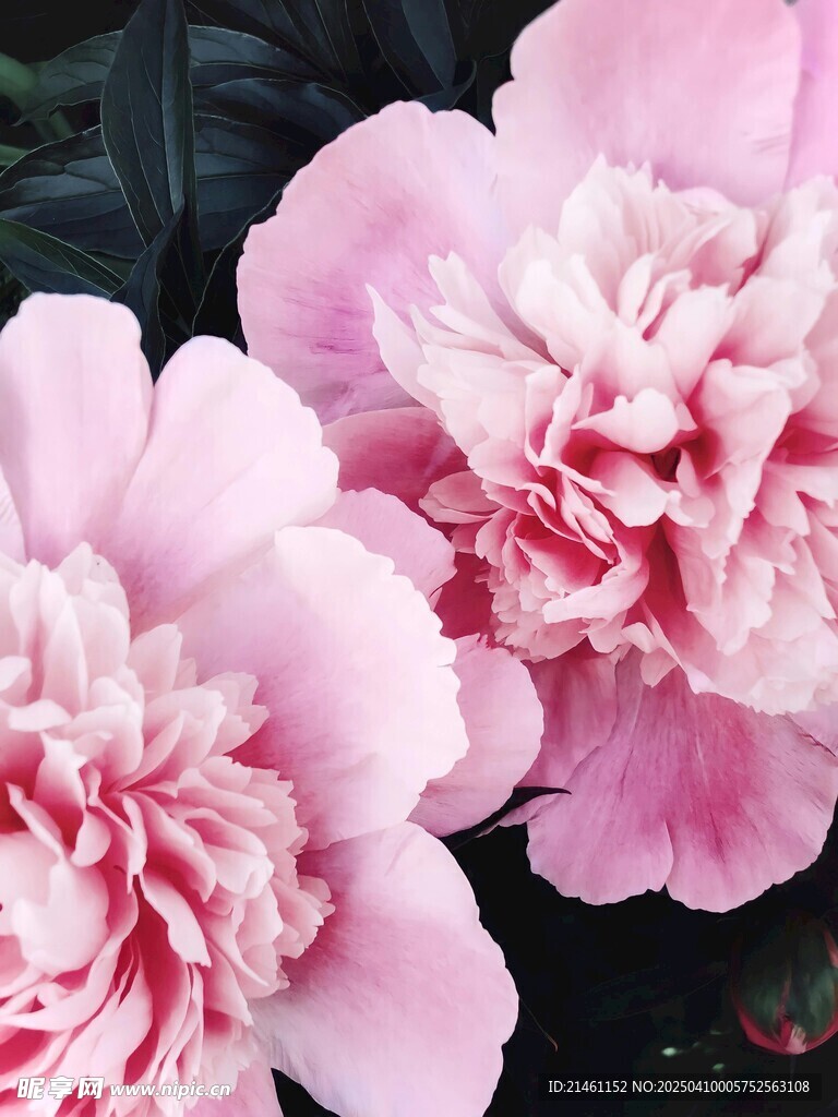 牡丹