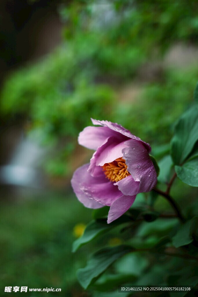 牡丹