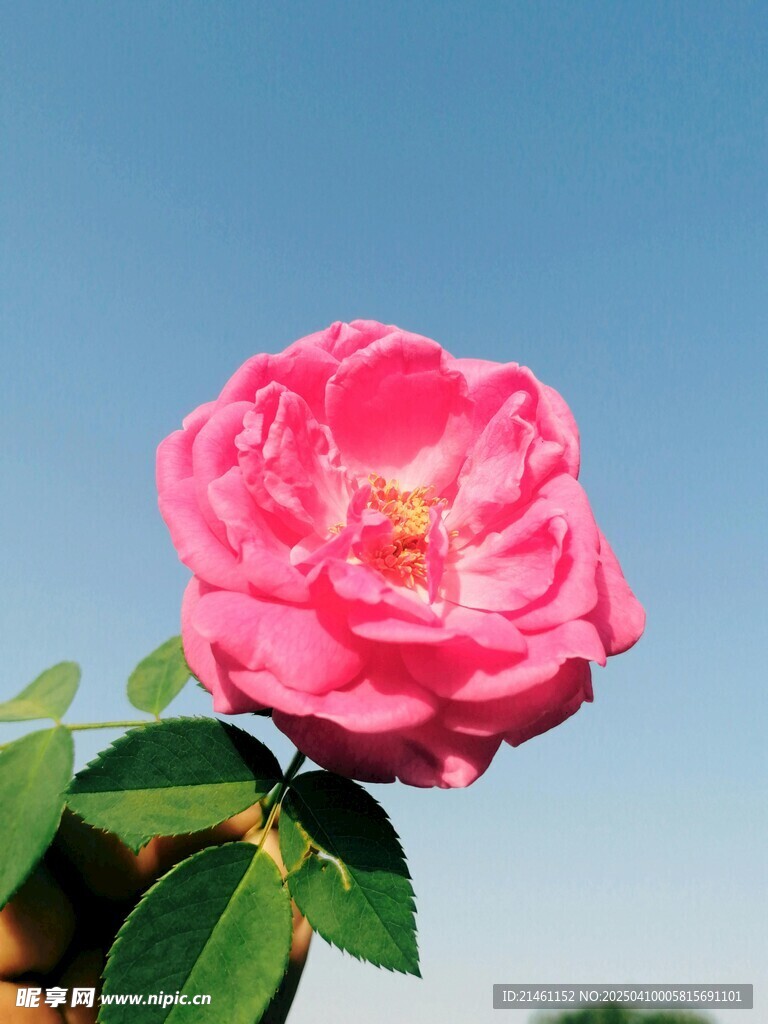 牡丹