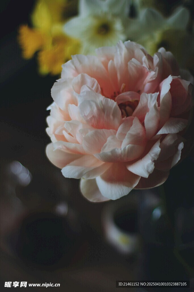 牡丹