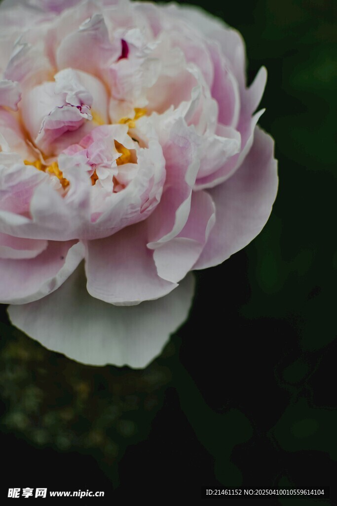 牡丹