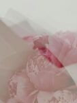 牡丹