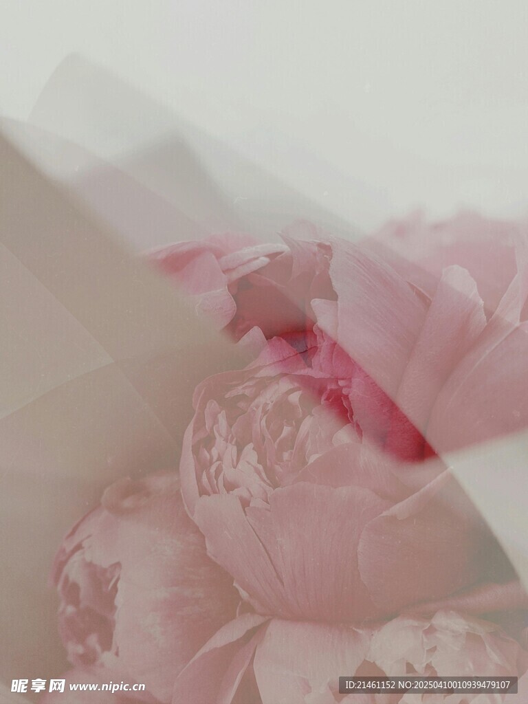 牡丹
