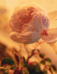 牡丹