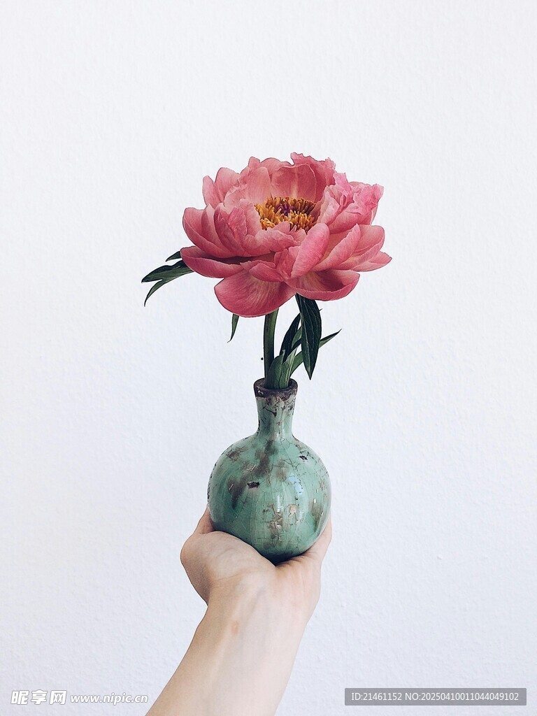 牡丹
