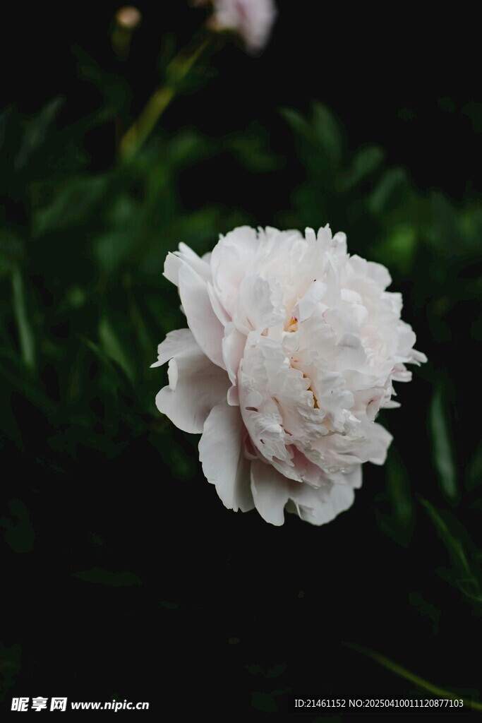 牡丹