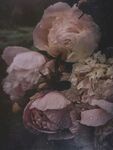 牡丹