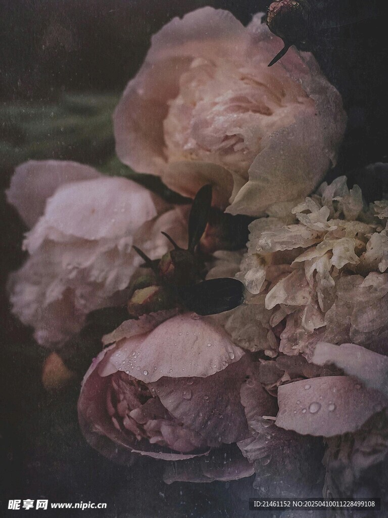 牡丹