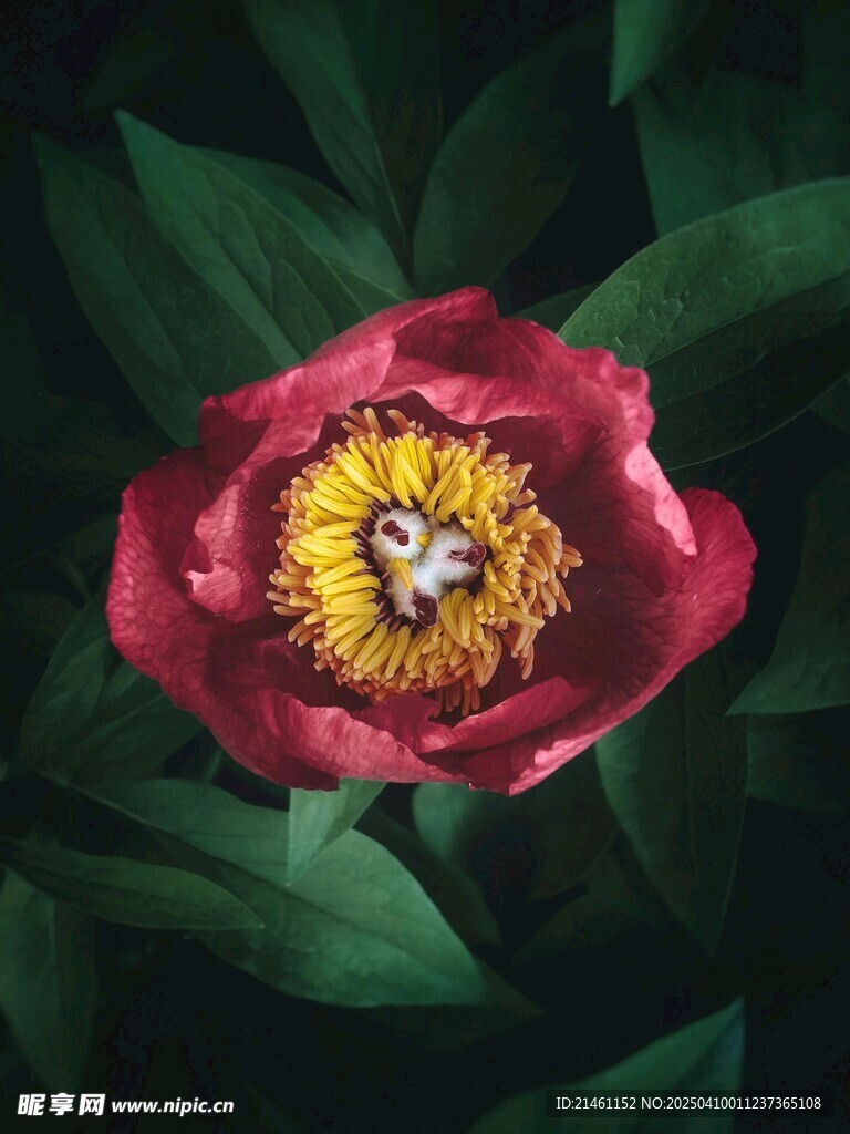 牡丹