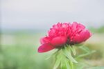 牡丹