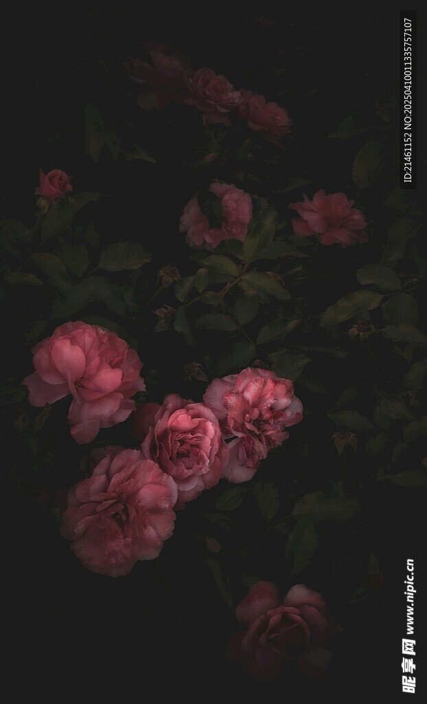 牡丹