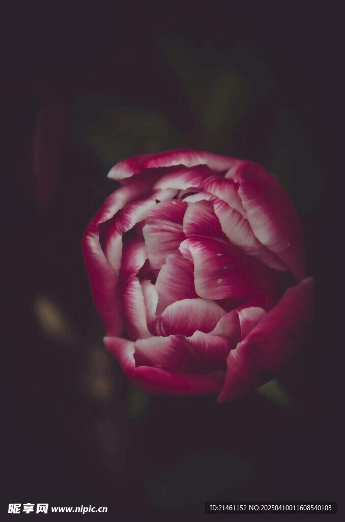 牡丹