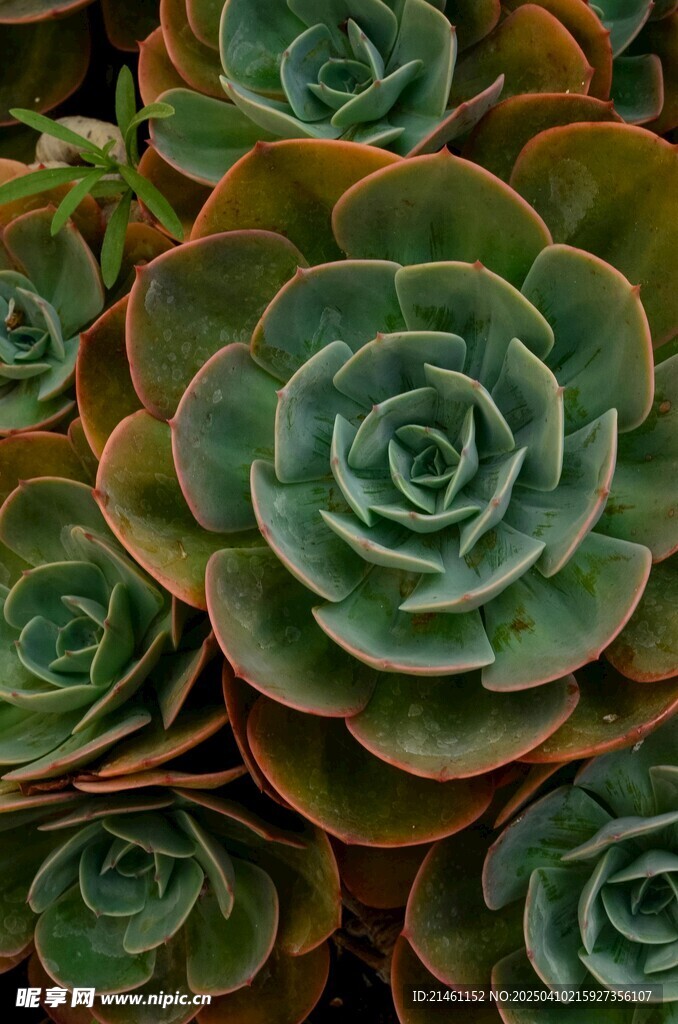 多肉植物