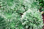 多肉植物