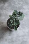 多肉植物