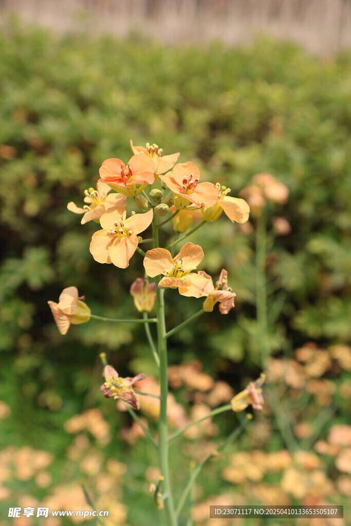 油菜花