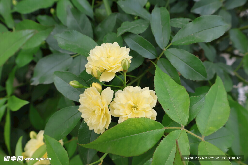 木香花