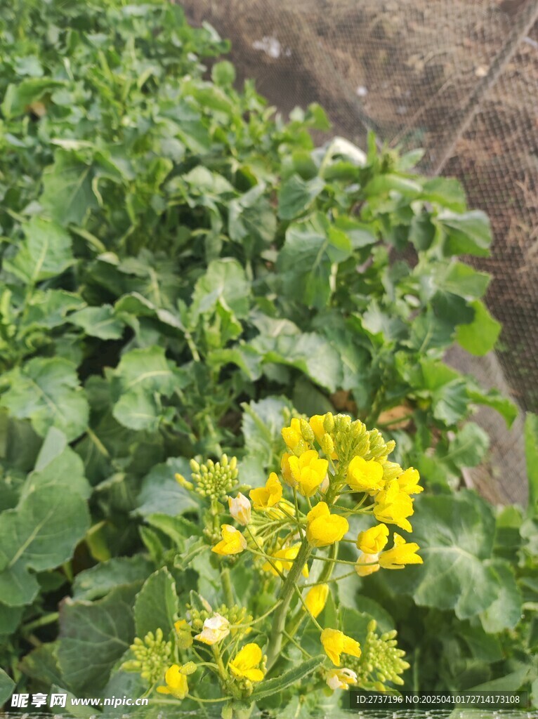 油菜花