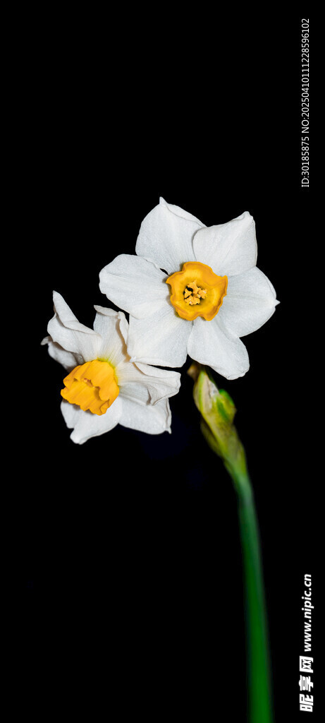 水仙花 花开富贵
