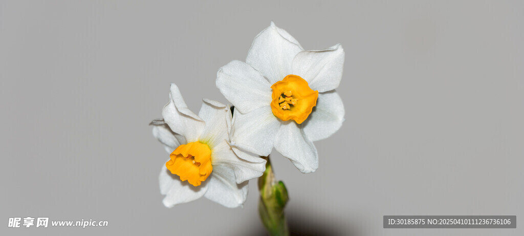水仙花 花开富贵