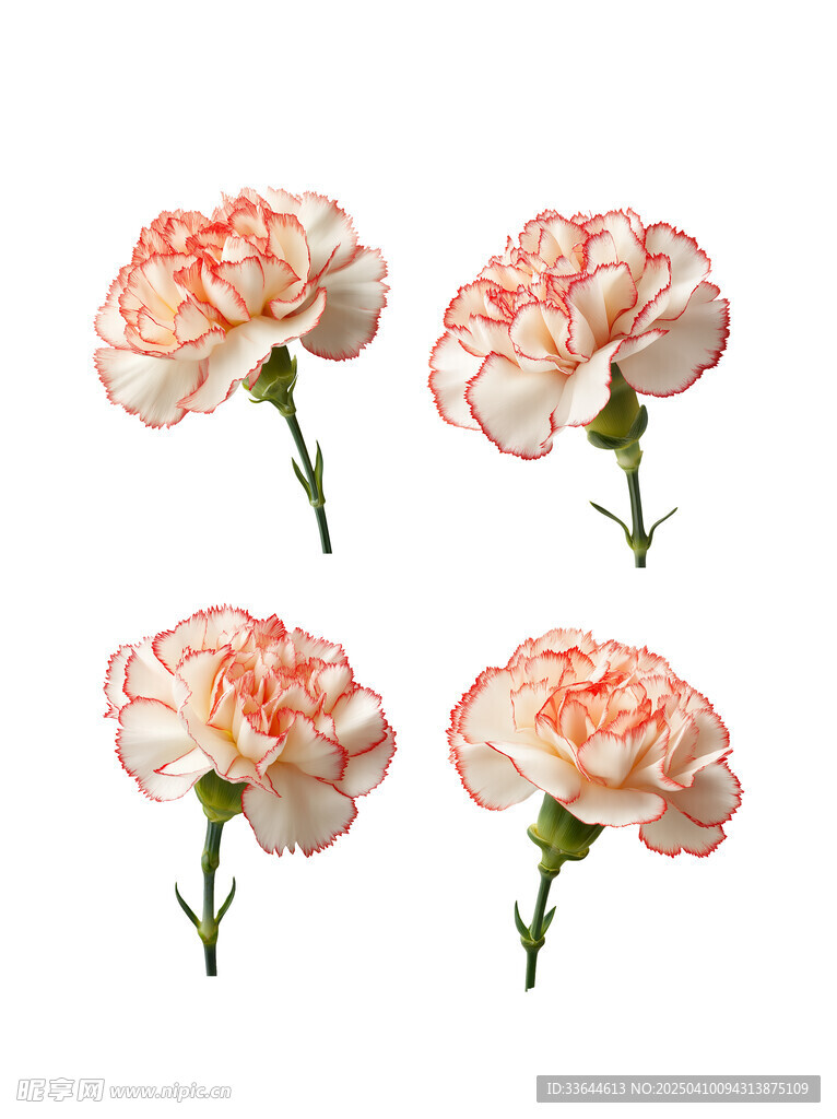 康乃馨鲜花免抠图素材
