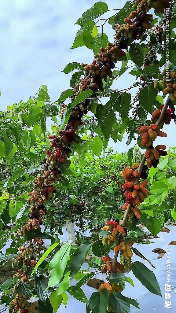 树上的桑葚