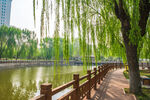 公园春景