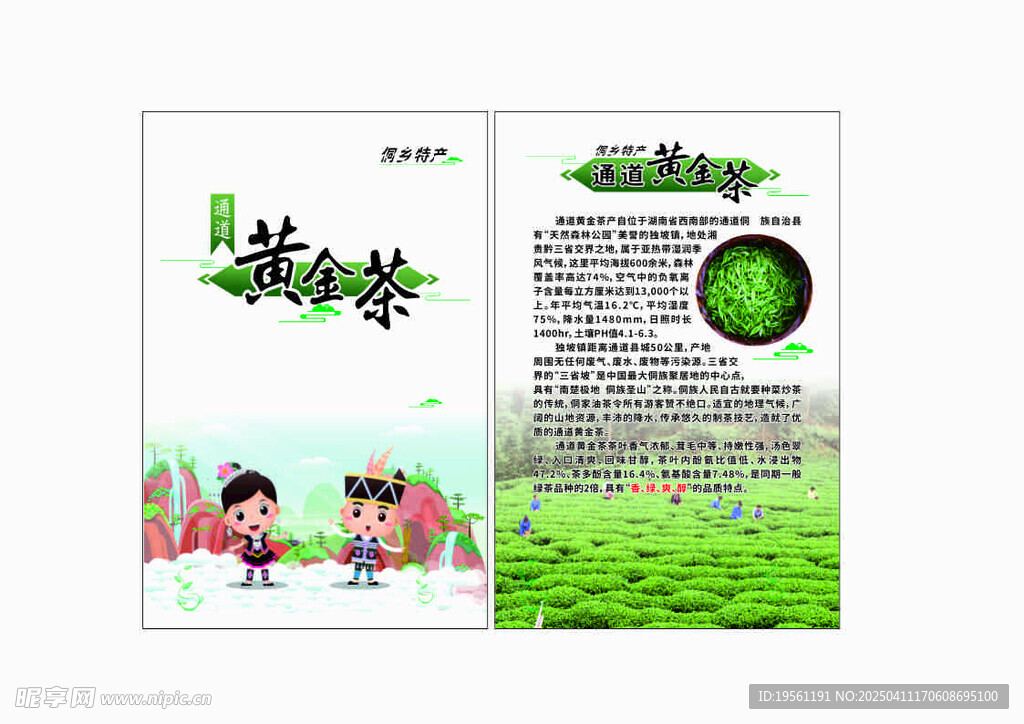 黄金茶介绍卡片  