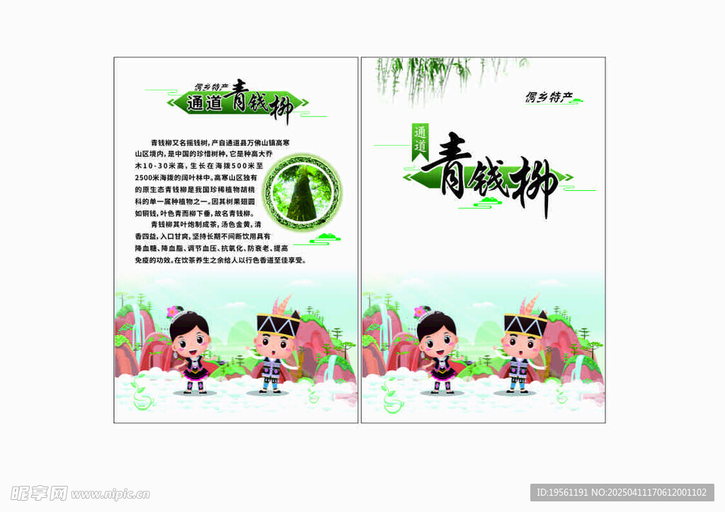 青钱柳介绍卡片 摇钱树