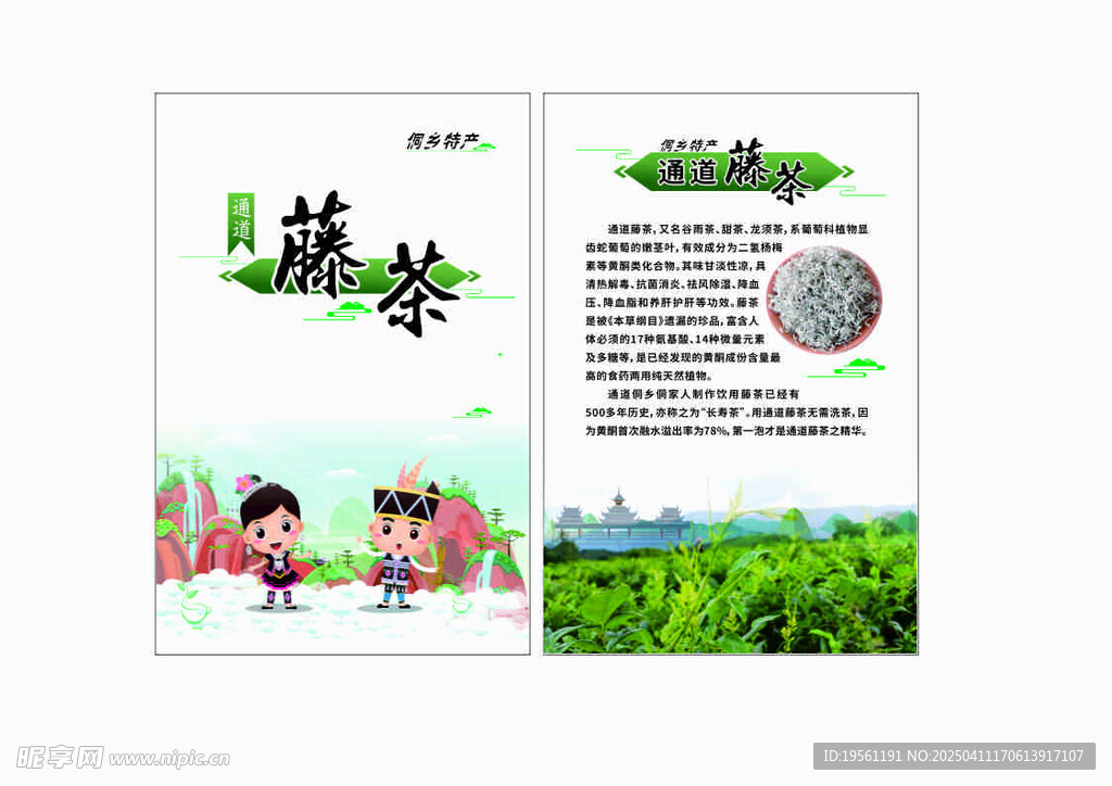 藤茶介绍卡片  