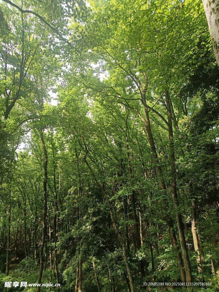 树林