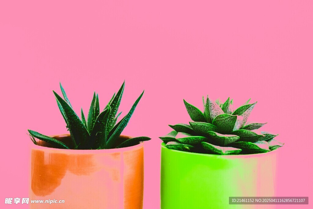 多肉植物