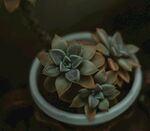 多肉植物