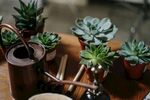 多肉植物