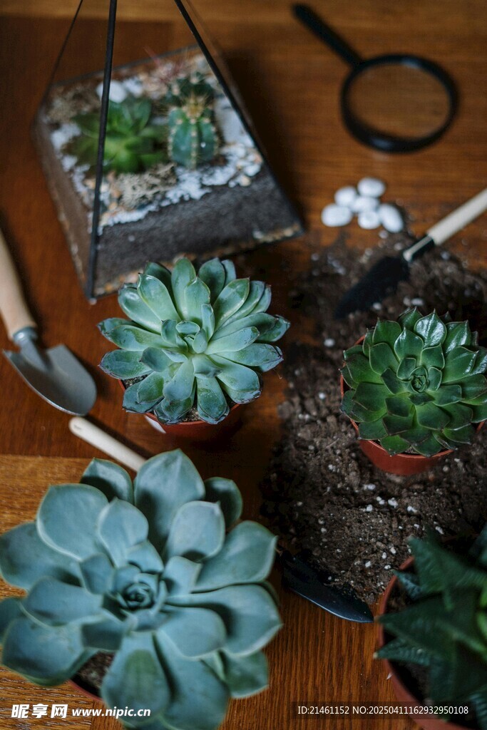 多肉植物