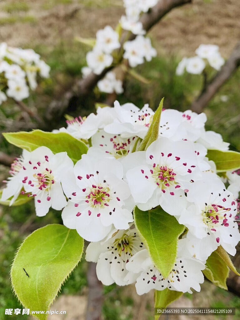 枝头绽放的洁白梨花