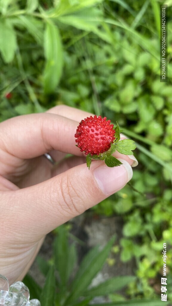 野莓