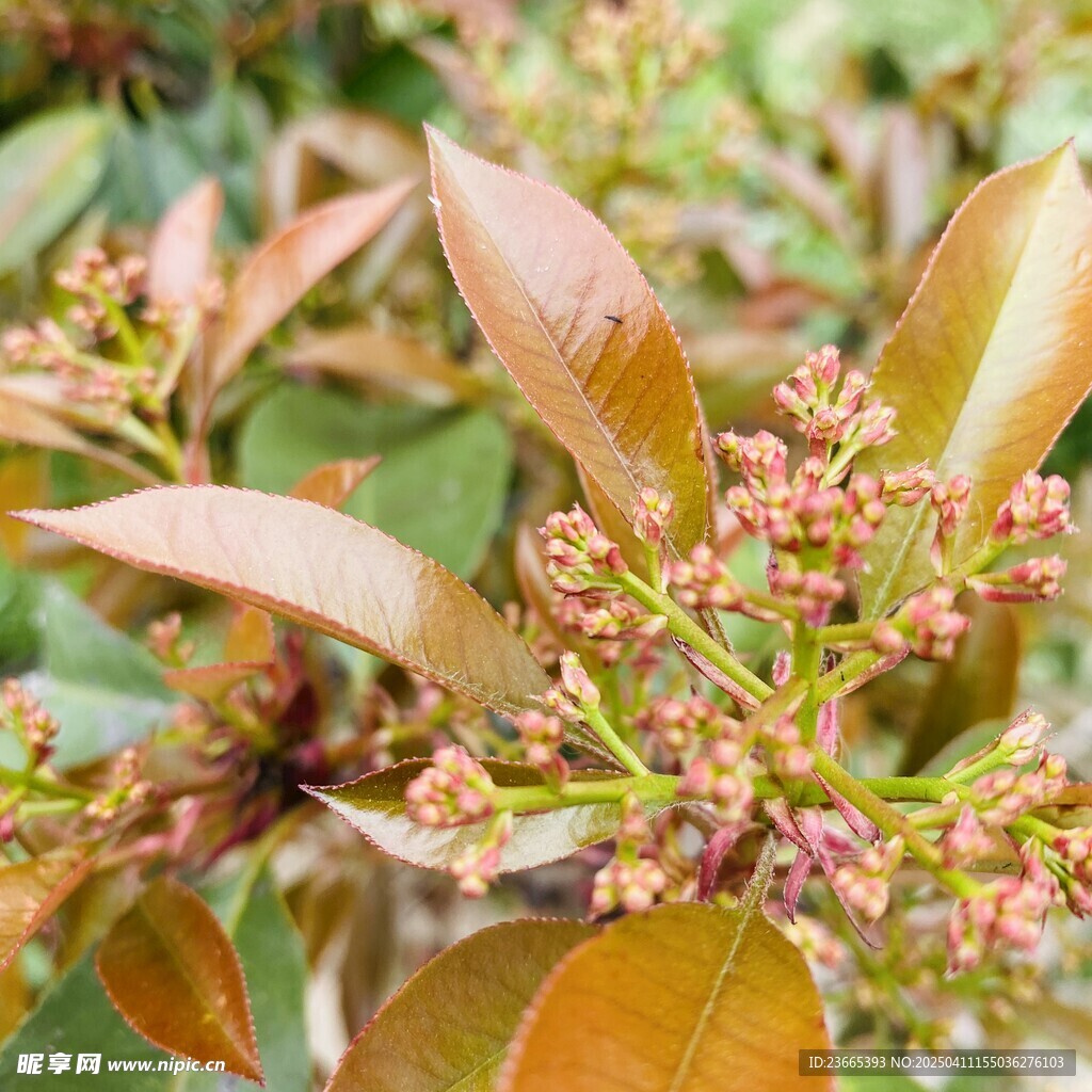 樟树花苞