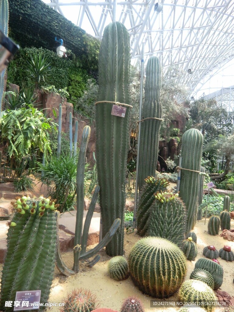 仙人掌