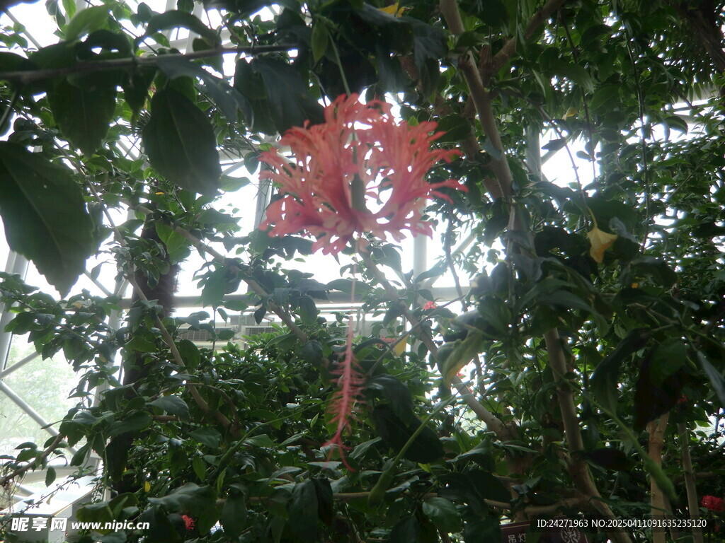 灯笼花