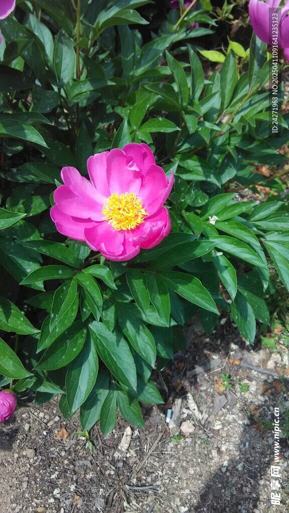 牡丹花