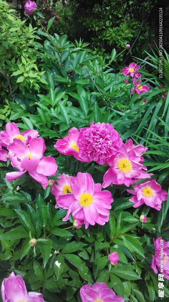 牡丹花