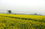 油菜花海