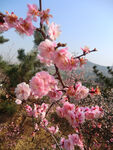 梅花