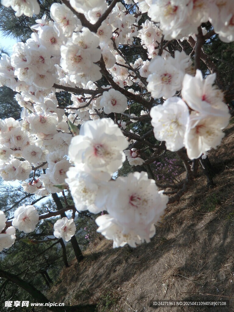 梅花