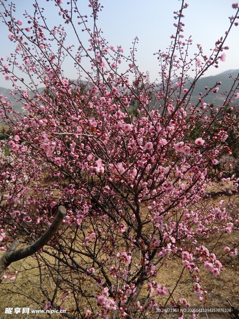 梅花
