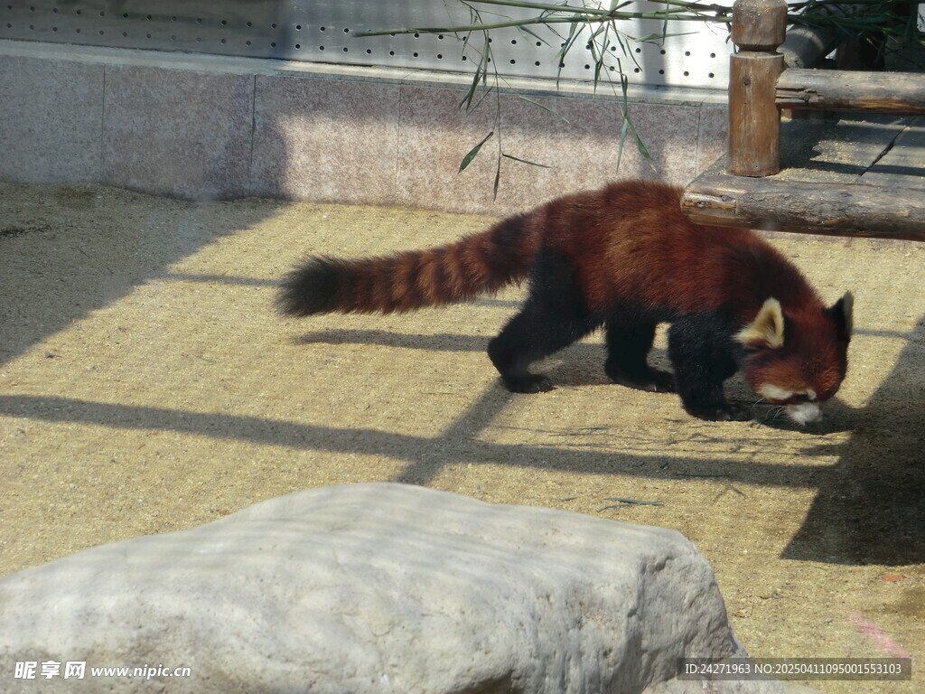 小浣熊