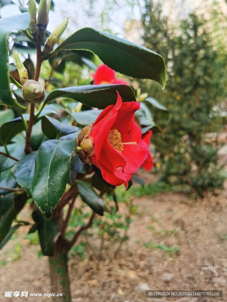 耐冬花